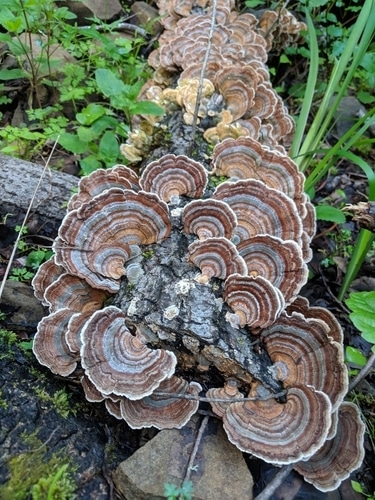 Trametes versicolor Cultivation - Salish Mushrooms