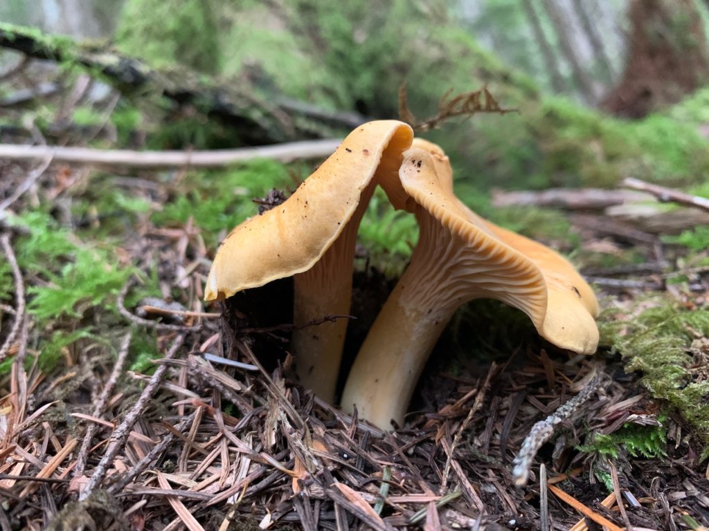 Edible Mushrooms of the Pacific Northwest - Salish Mushrooms