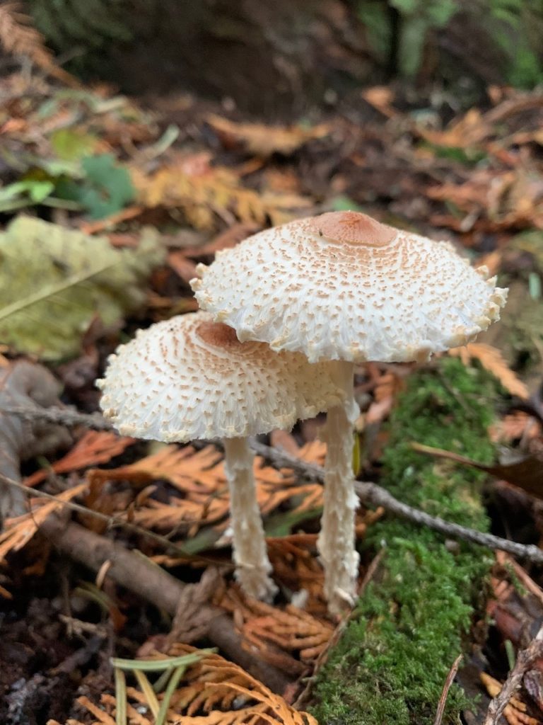 Lepiota and Galerina Marginata