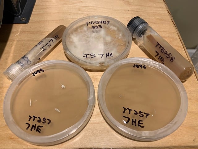 Mushroom Cultures