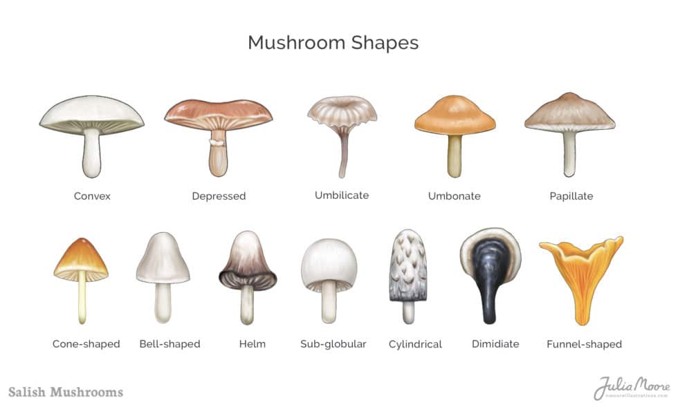 Mushroom Cap Shapes - Salish Sea Mushrooms