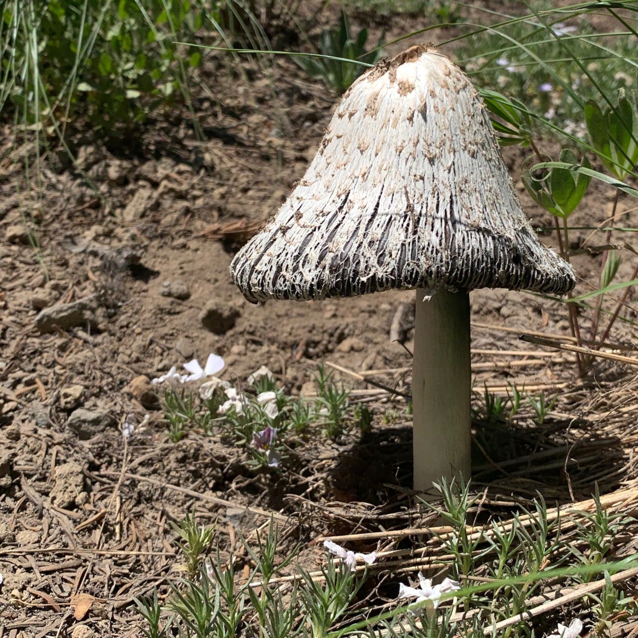 Coprinoid - Salish Mushrooms