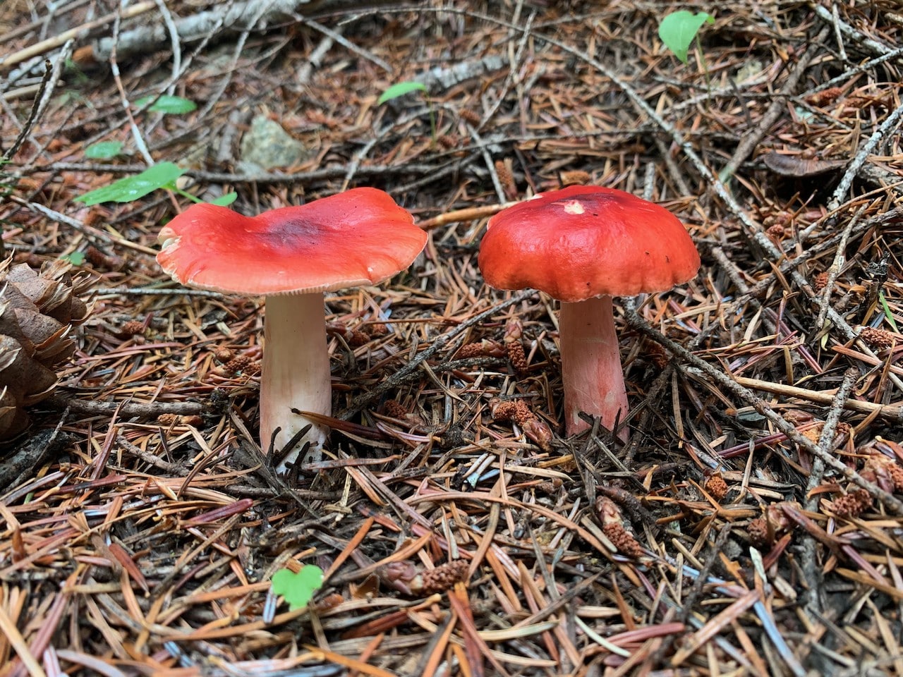 Russula species