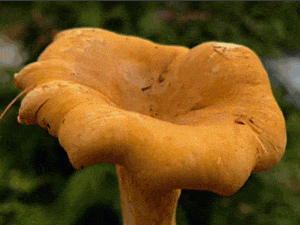 chanterelle gif to illustrate key characteristics of the cap of a chanterelle