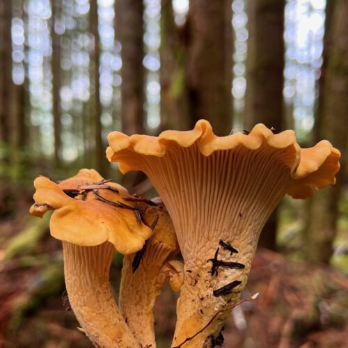 Pacific golden chanterelle mushroom in moss, Pacific Northwest