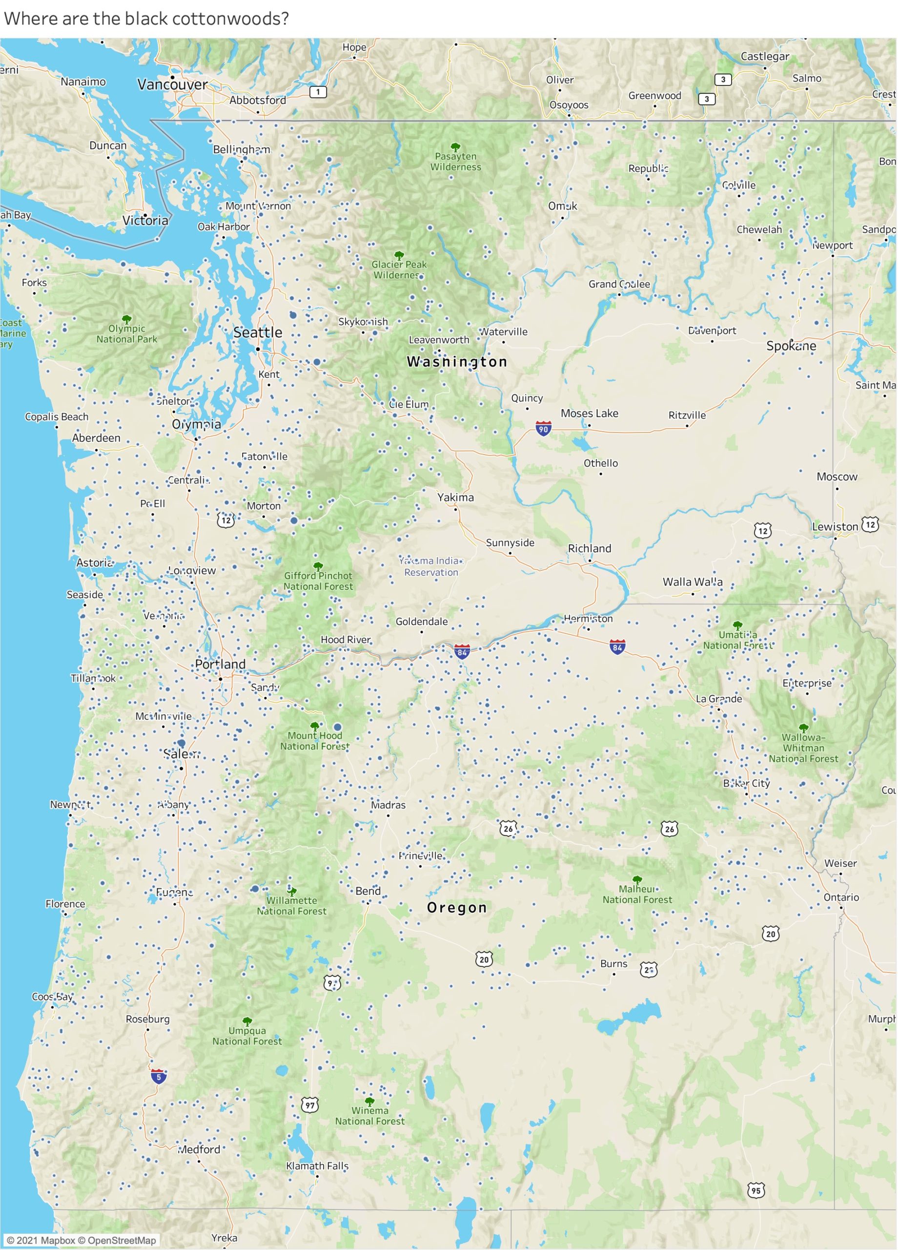 Black cottonwood tree along a Pacific Northwest river