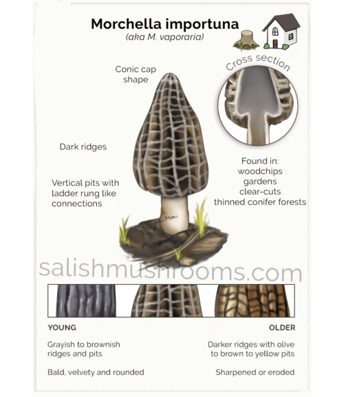 Morel Chart (8.5x11") - Image 2