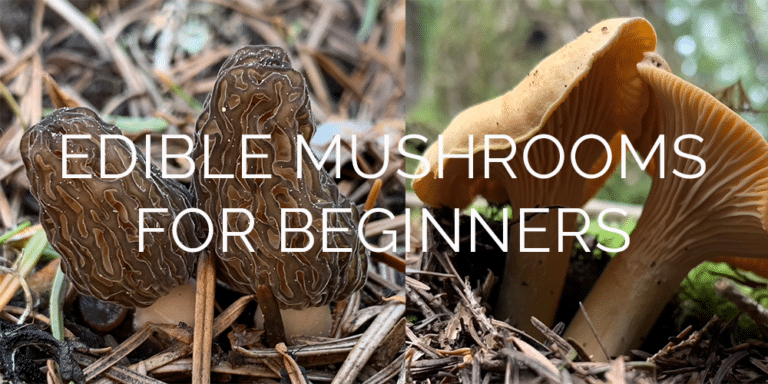 Popular Edible Mushrooms for Beginners