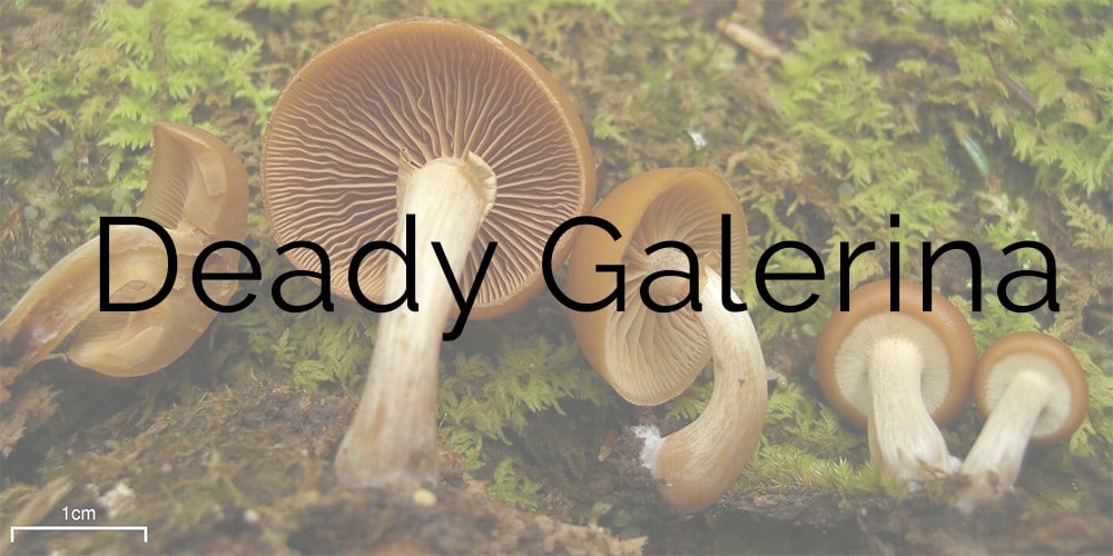 Galerina marginata cluster showing brown caps and ring on stem