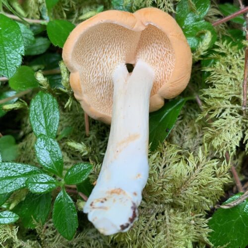 Hedgehog mushroom (Hydnum repandum) showing tooth-like spines underneath cap