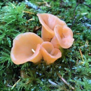 Jelly mushroom showing characteristic gelatinous translucent texture on dead wood
