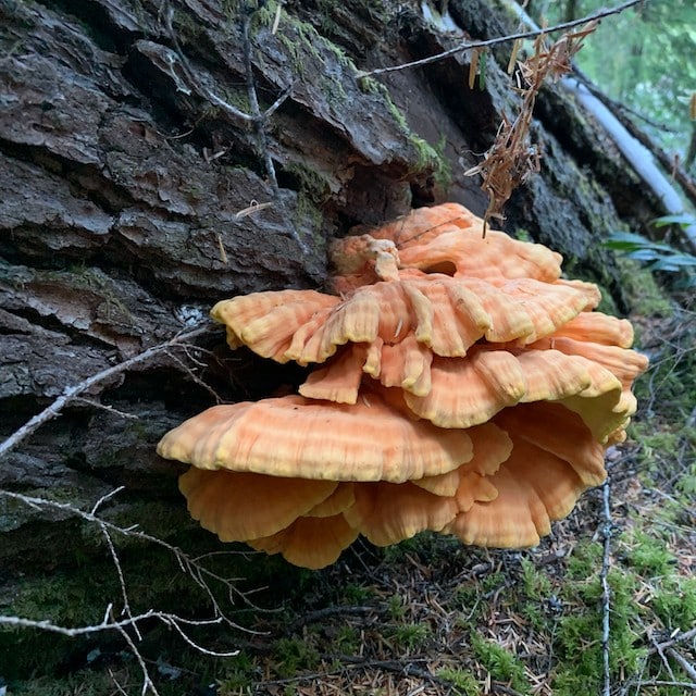 Fresh chicken of the woods mushroom (Laetiporus conifericola) showing bright orange shelves on a conifer, Pacific Northwest
