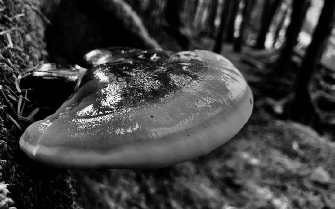 Research on Medicinal Mushrooms