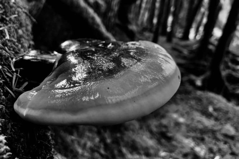 Research on Medicinal Mushrooms