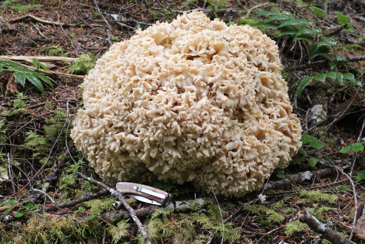 Cauliflower mushroom (Sparassis radicata) growing at the base of a conifer, Pacific Northwest