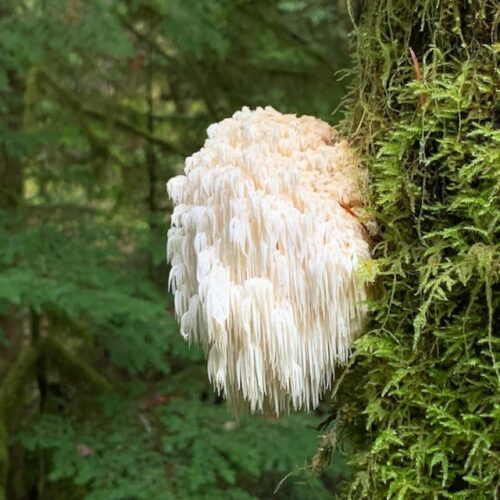 Bear's head tooth mushroom (Hericium abietis) on dead conifer log