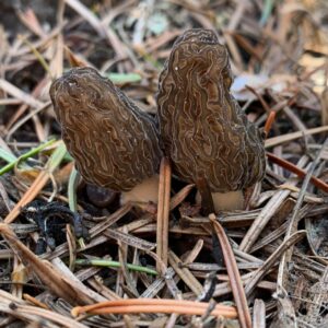 morel - large