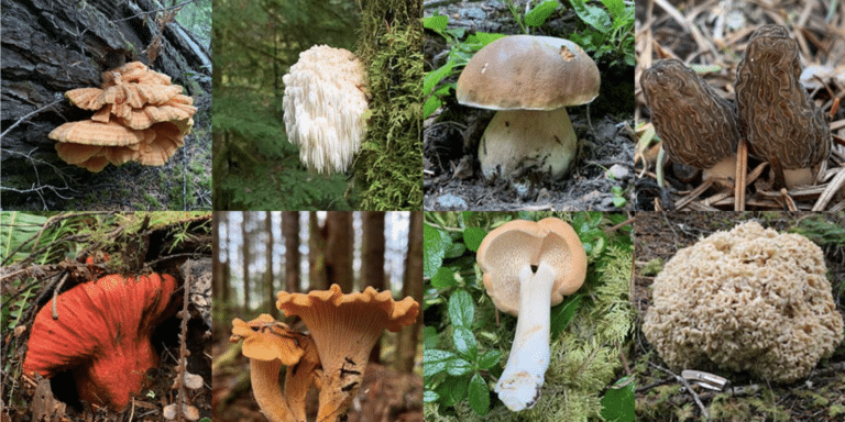 Edible Mushrooms of the Pacific Northwest