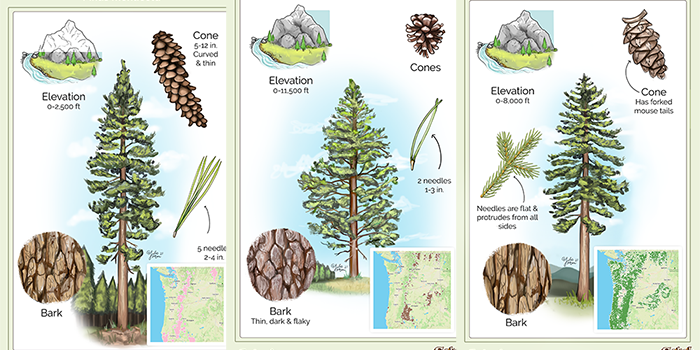 Tree Maps