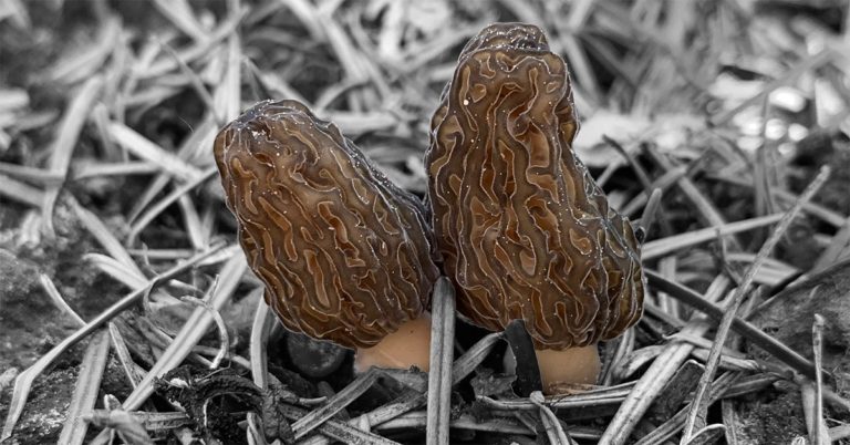 A new morels home page