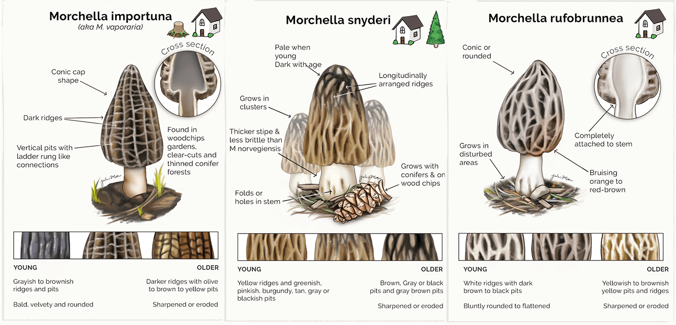 Urban Morels