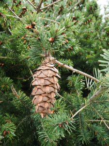 Cones (Female)