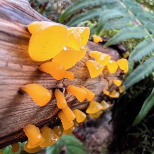 Alpine jelly cone fungi on mossy log in Pacific Northwest forest