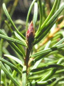 Leaves (needles)