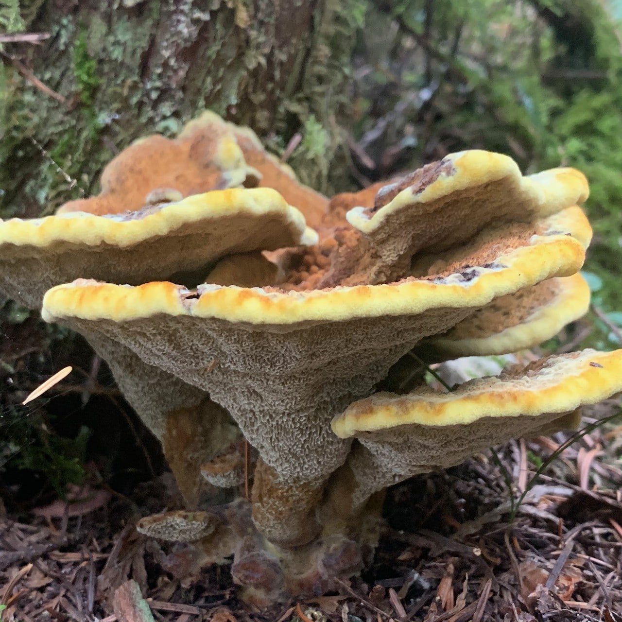 Fresh, tiered dyer's polypore at the base of a conifer showing the pale, felted pore surface underneath and yellow growing margins