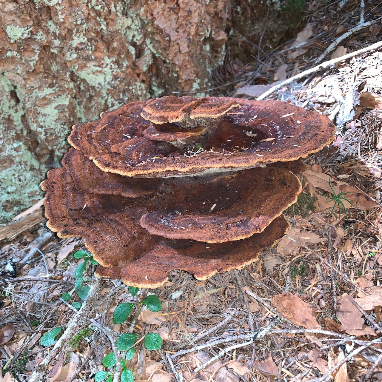 Old dyer's polypore fruitbody, uniformly reddish-brown to blackish after months of aging