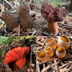 Ascomycota fungi — cup fungi and sac fungi of the Pacific Northwest