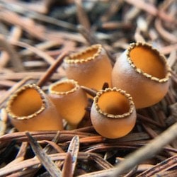 Small cup-shaped mushroom with concave fruiting body
