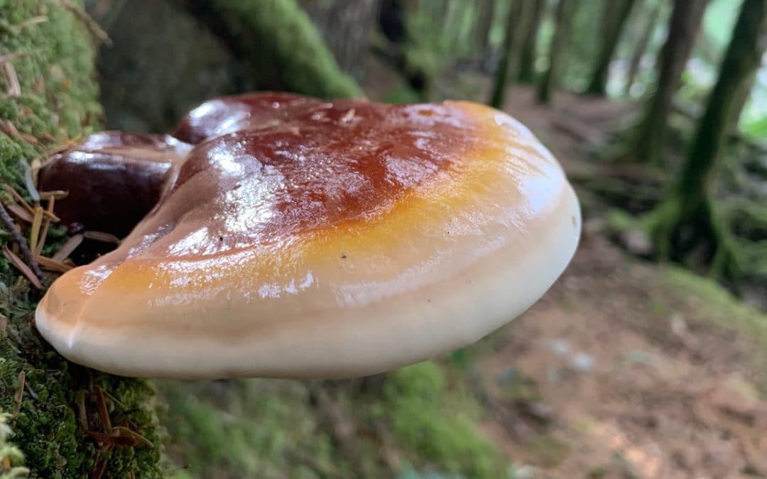 PNW Polypores