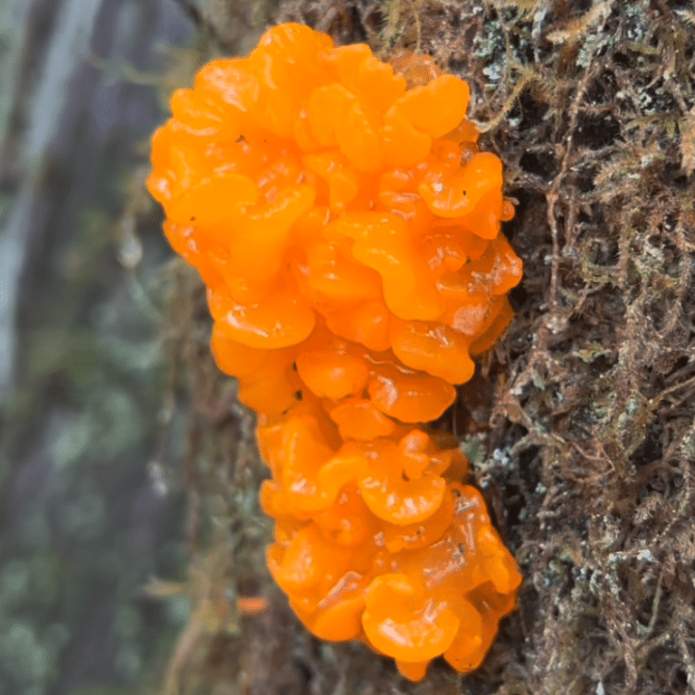 Winter mushrooms around Puget Sound