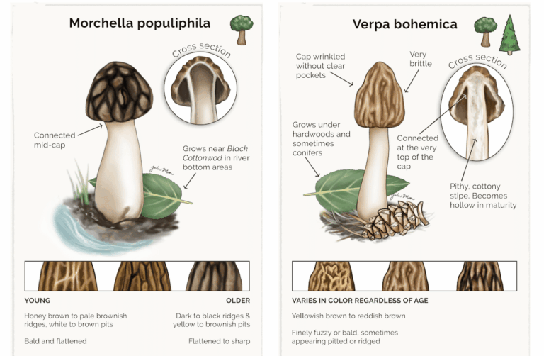 Is this a morel? Quiz