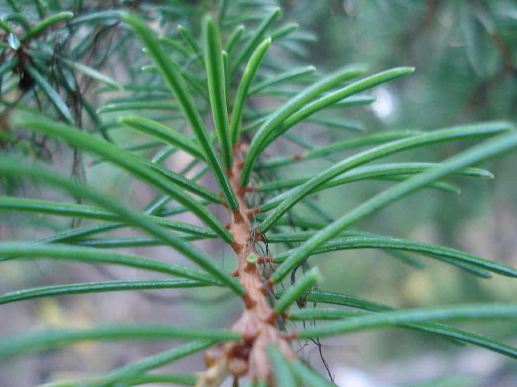 Leaves (needles)