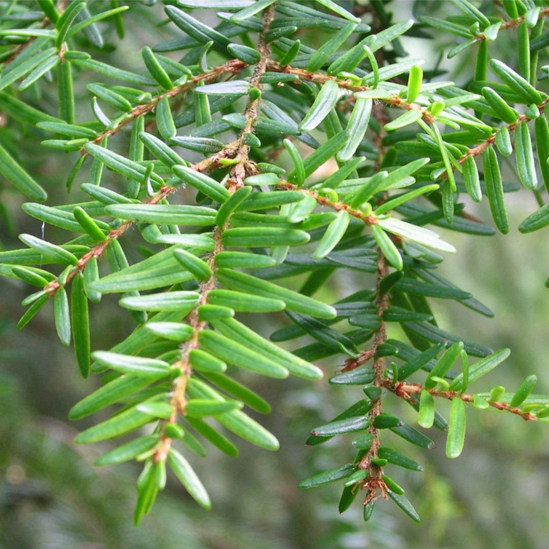 Leaves (needles)