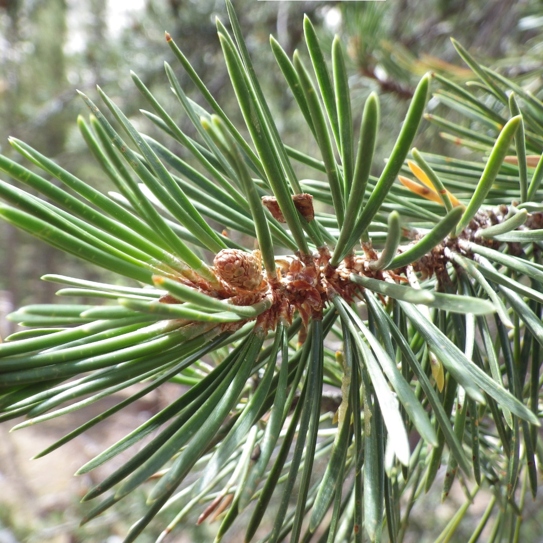 Leaves (needles)