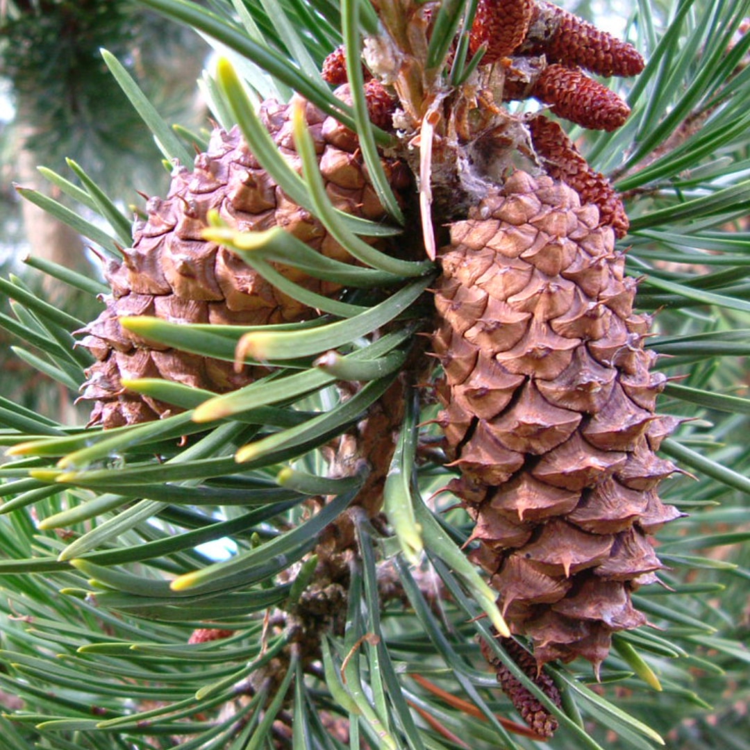 Cones (Female)