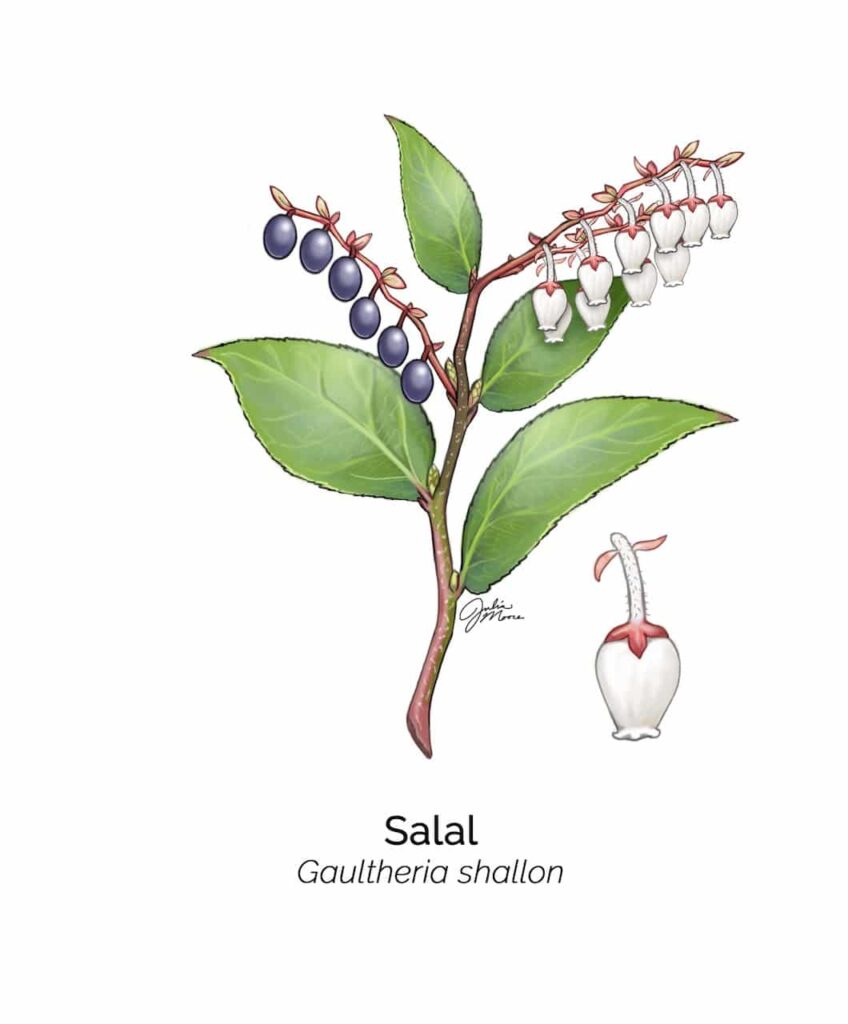Illustration of salal plant