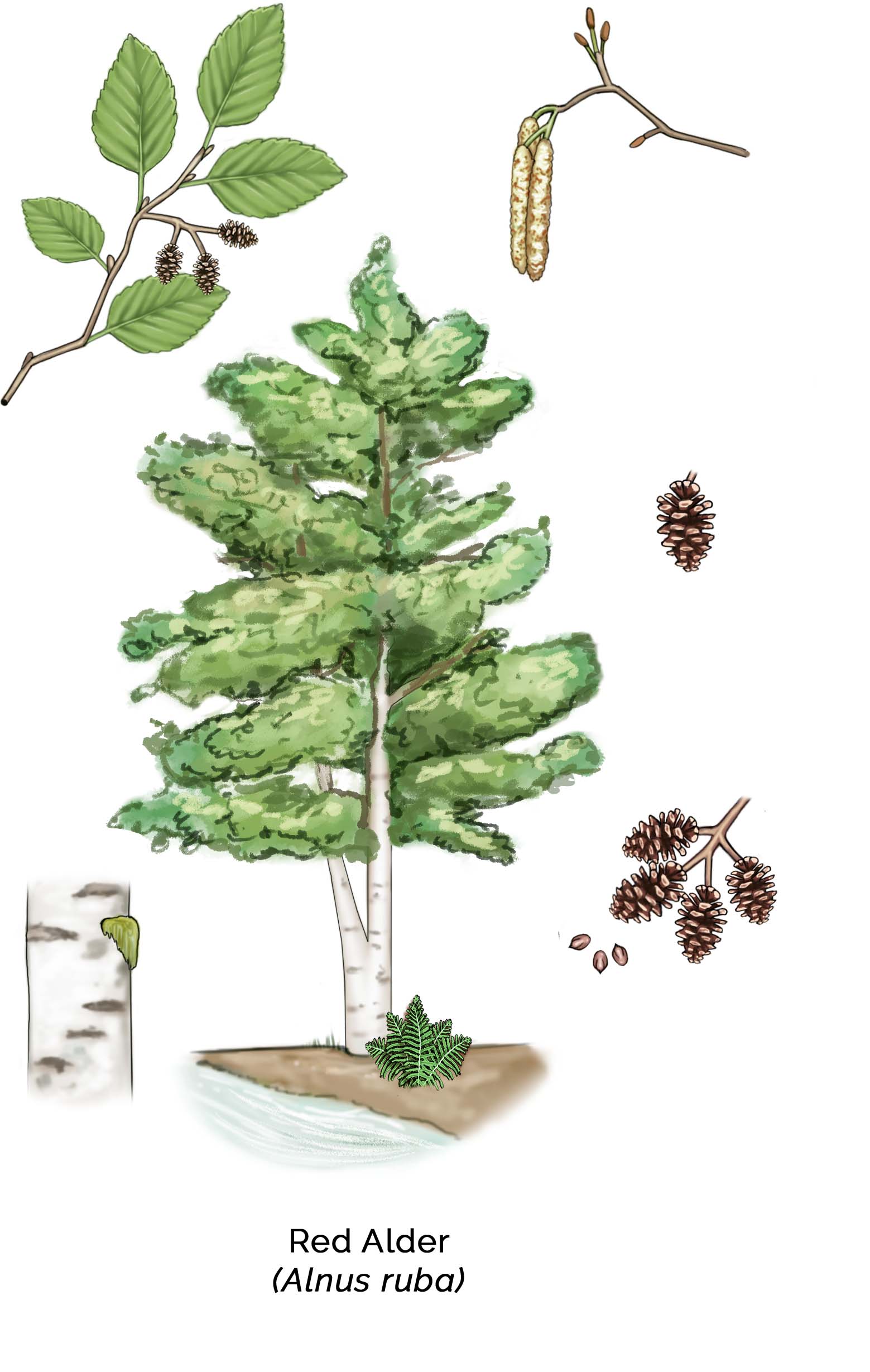 Red alder tree with smooth gray bark in Pacific Northwest forest