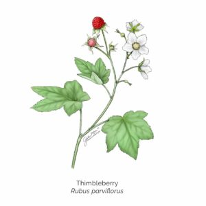 Thimbleberry (1)