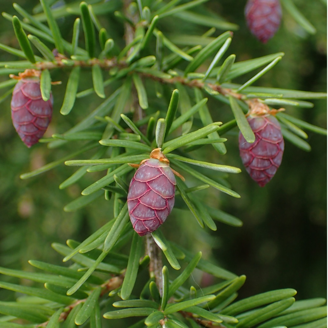 Cones (Female)