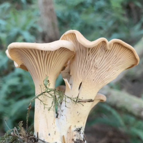 Salish Mushrooms