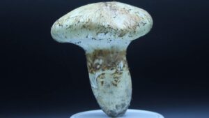 Matsutake