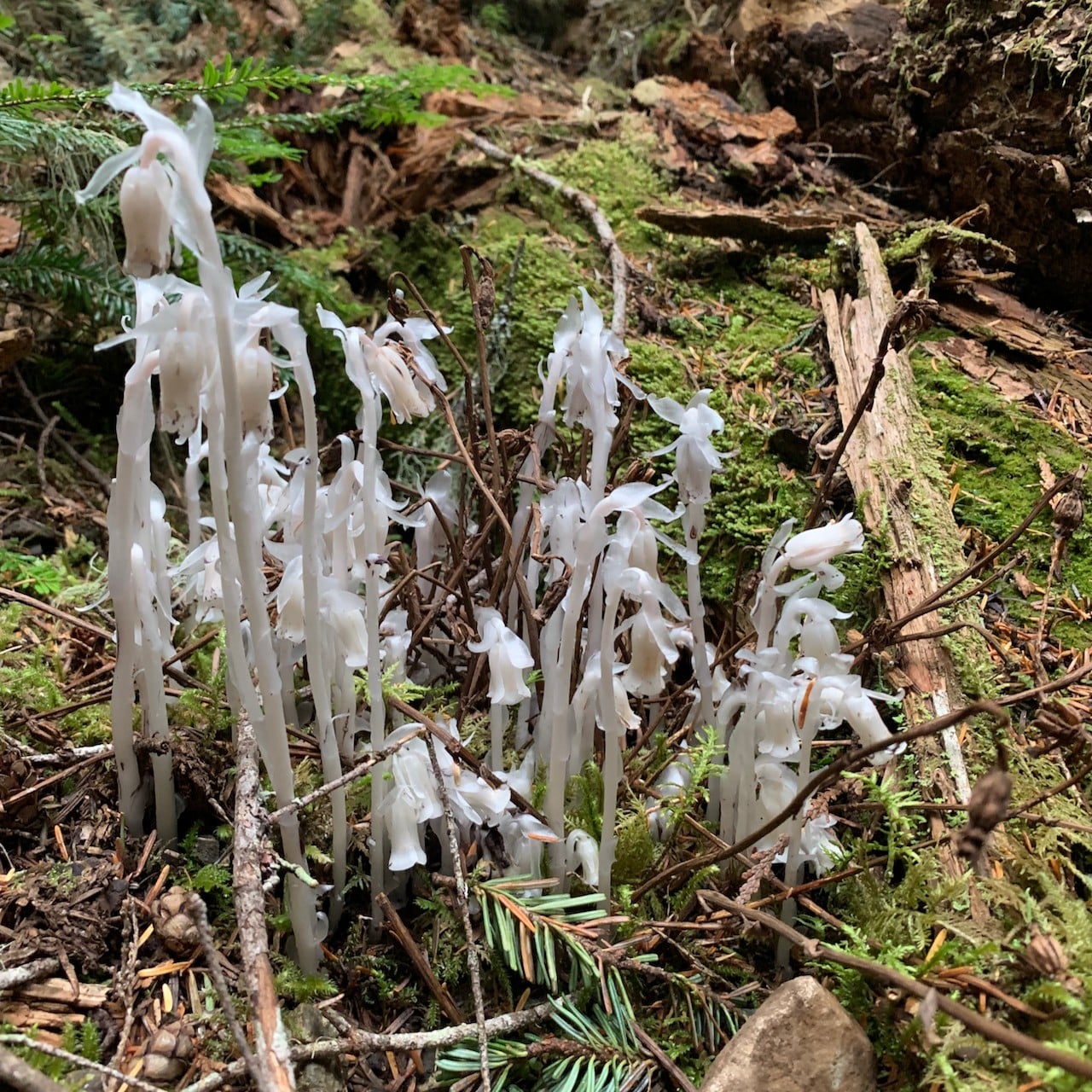 Monotropa uniflora - Salish Mushrooms