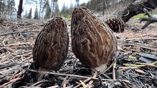 Burn morels fruiting in charred forest soil after wildfire in Washington