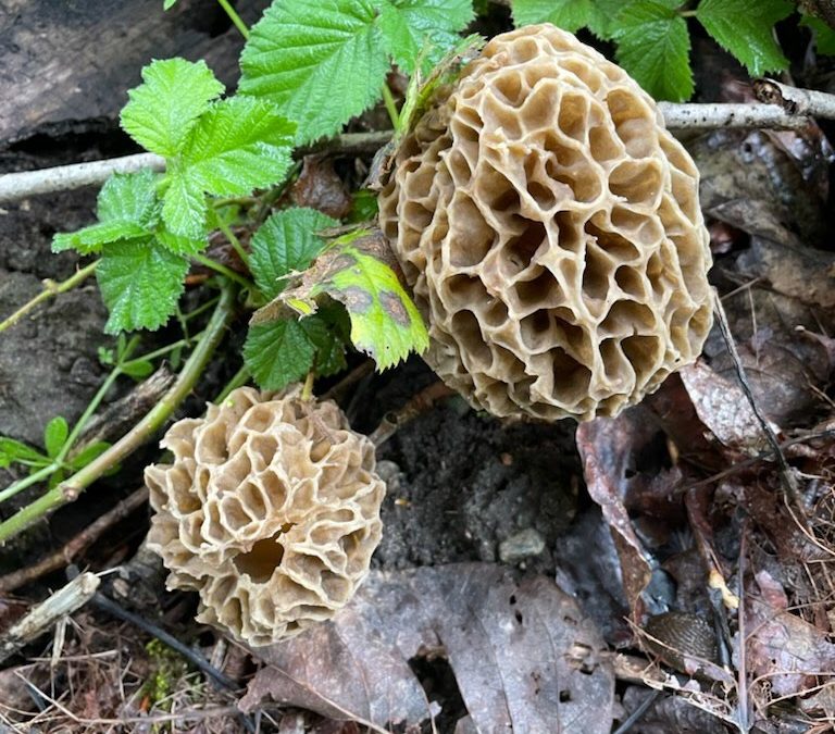 Low Elevation Morels