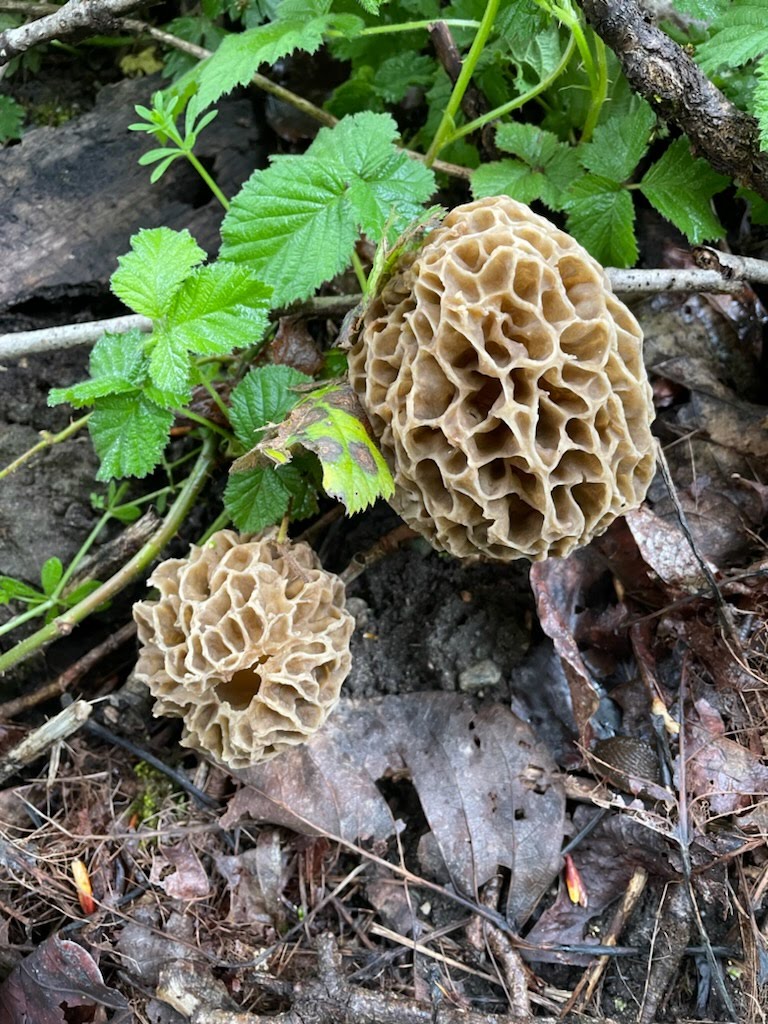 Low Elevation Morels