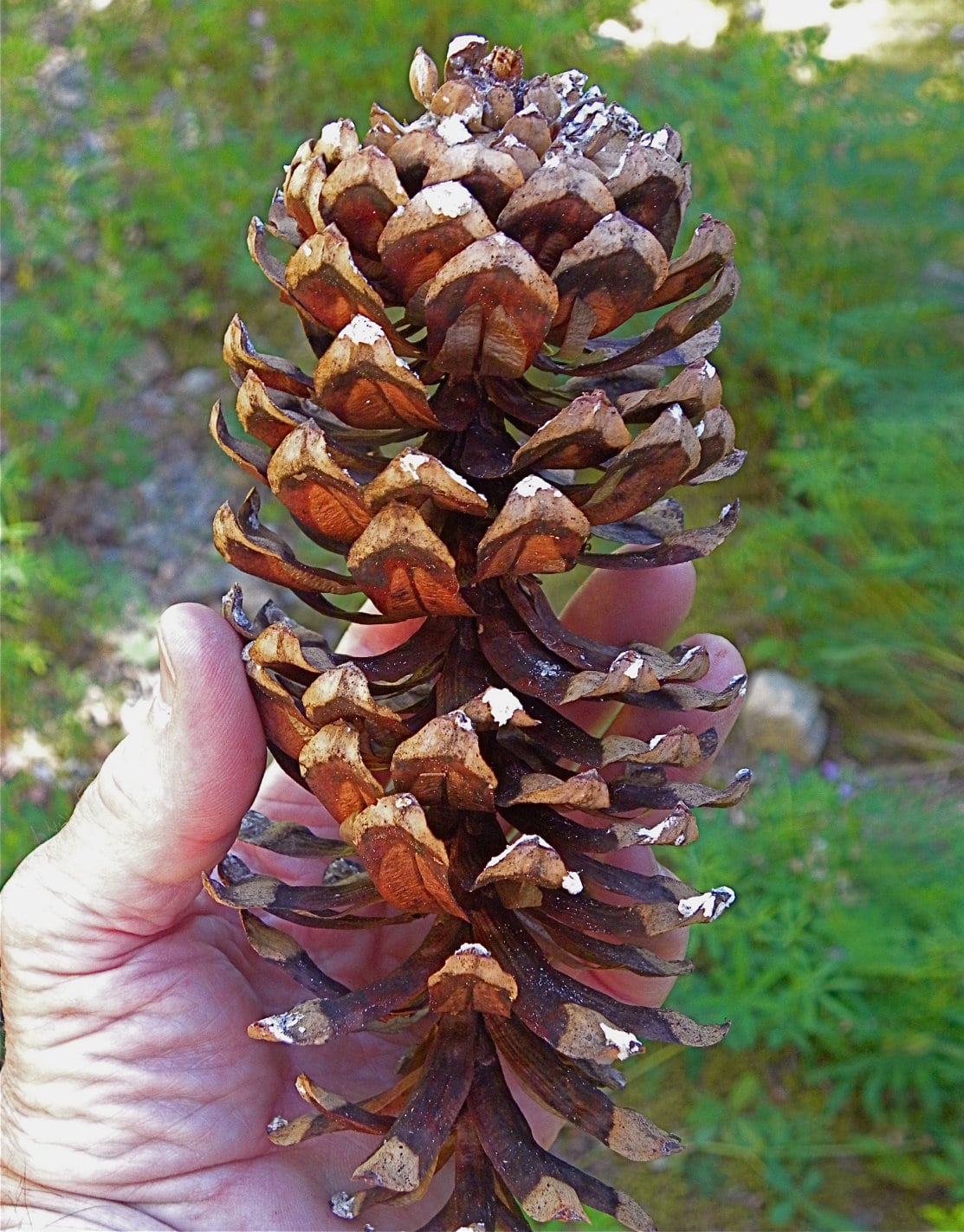 Cones (Female)